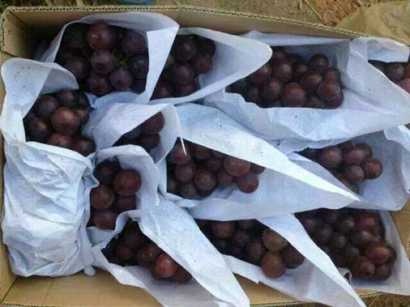 河北衡水饶阳乒乓球葡萄产区直销，一次合作终身朋友，信誉第