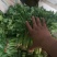 大叶菠菜