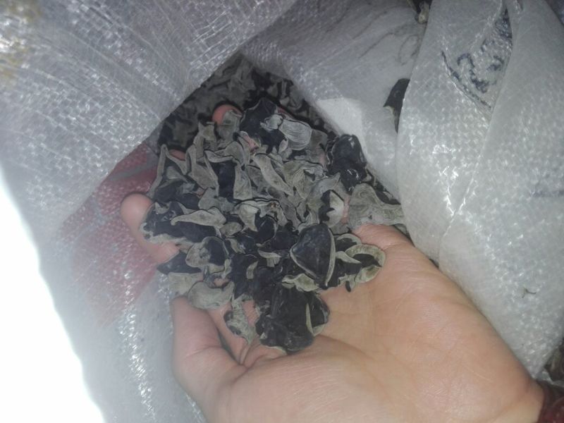 黑木耳一级