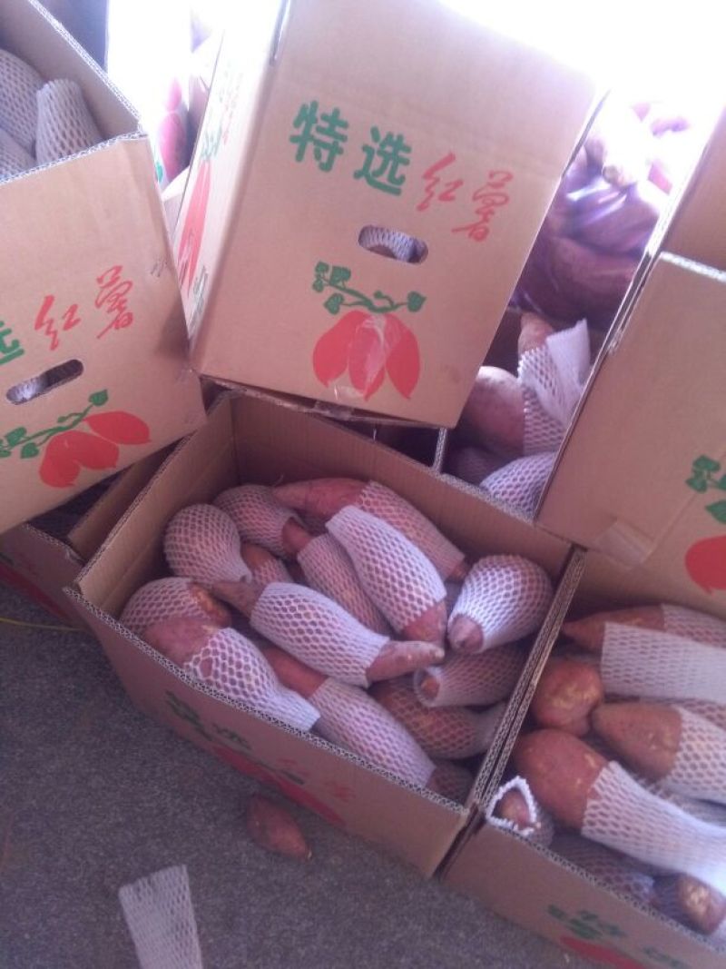 六鳌地瓜/北京红地瓜