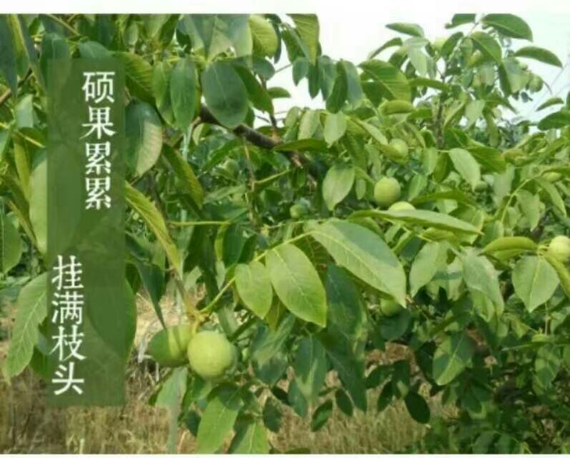 8518核桃去皮干
