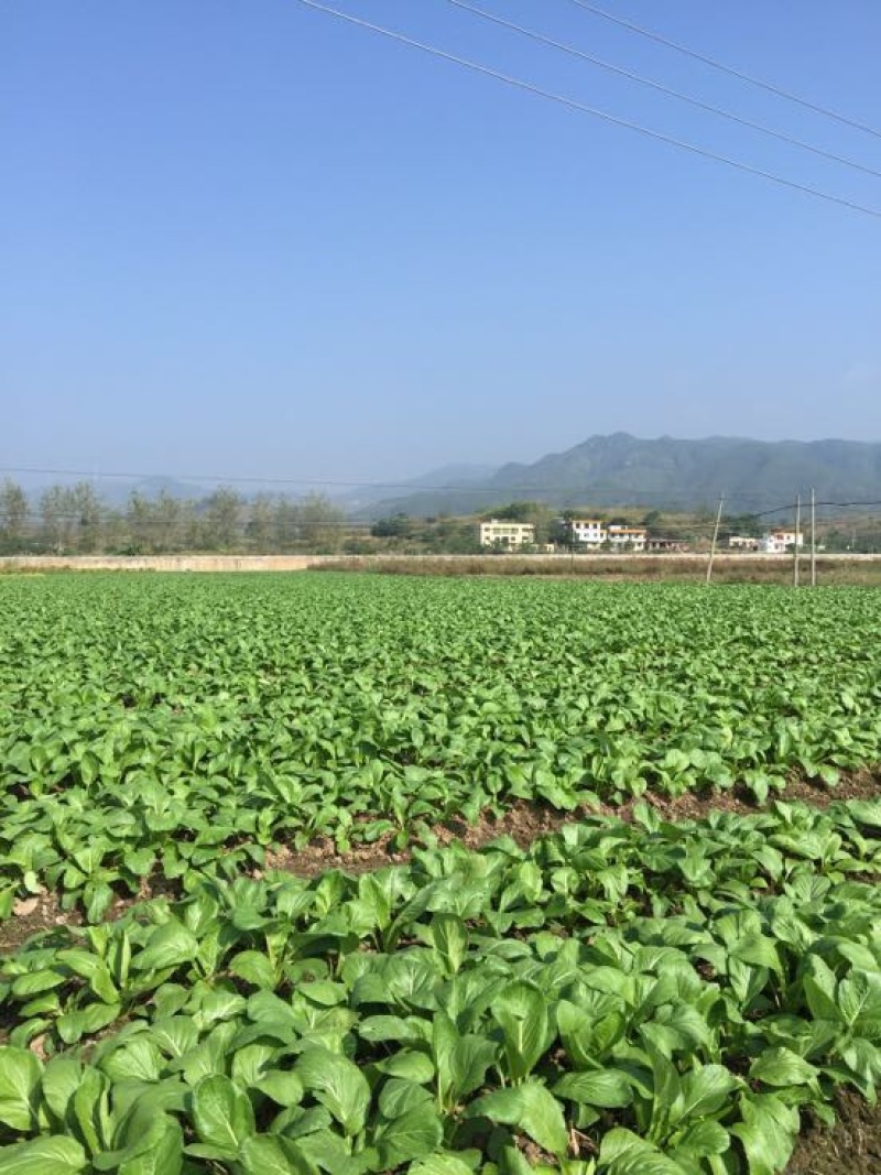 菜苔