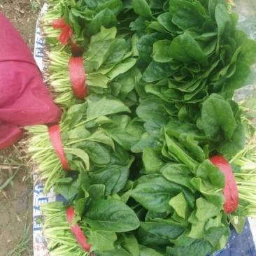 大叶菠菜