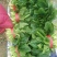 大叶菠菜