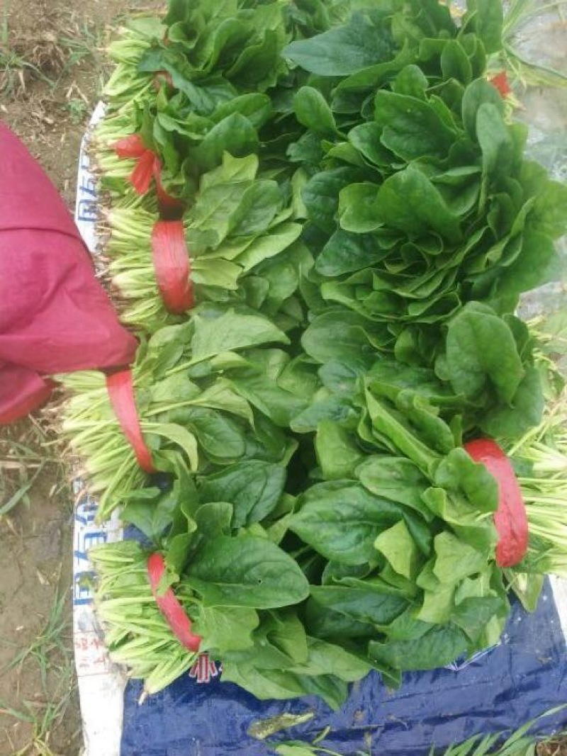 大叶菠菜