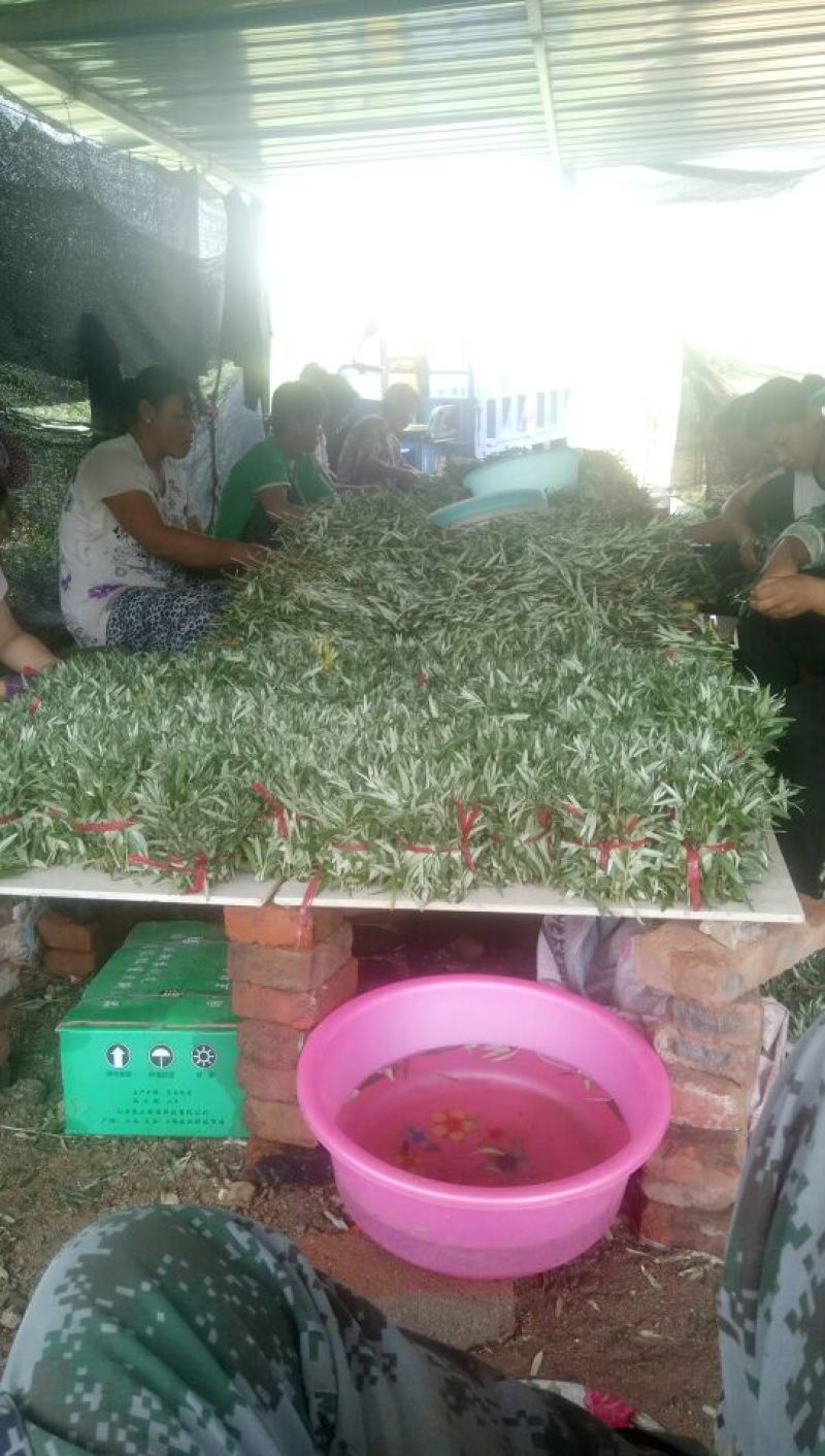 沙棘苗万亩基地货量充足对接各大电商平台代发代卖