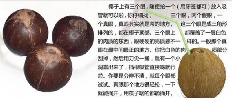 高种椰子