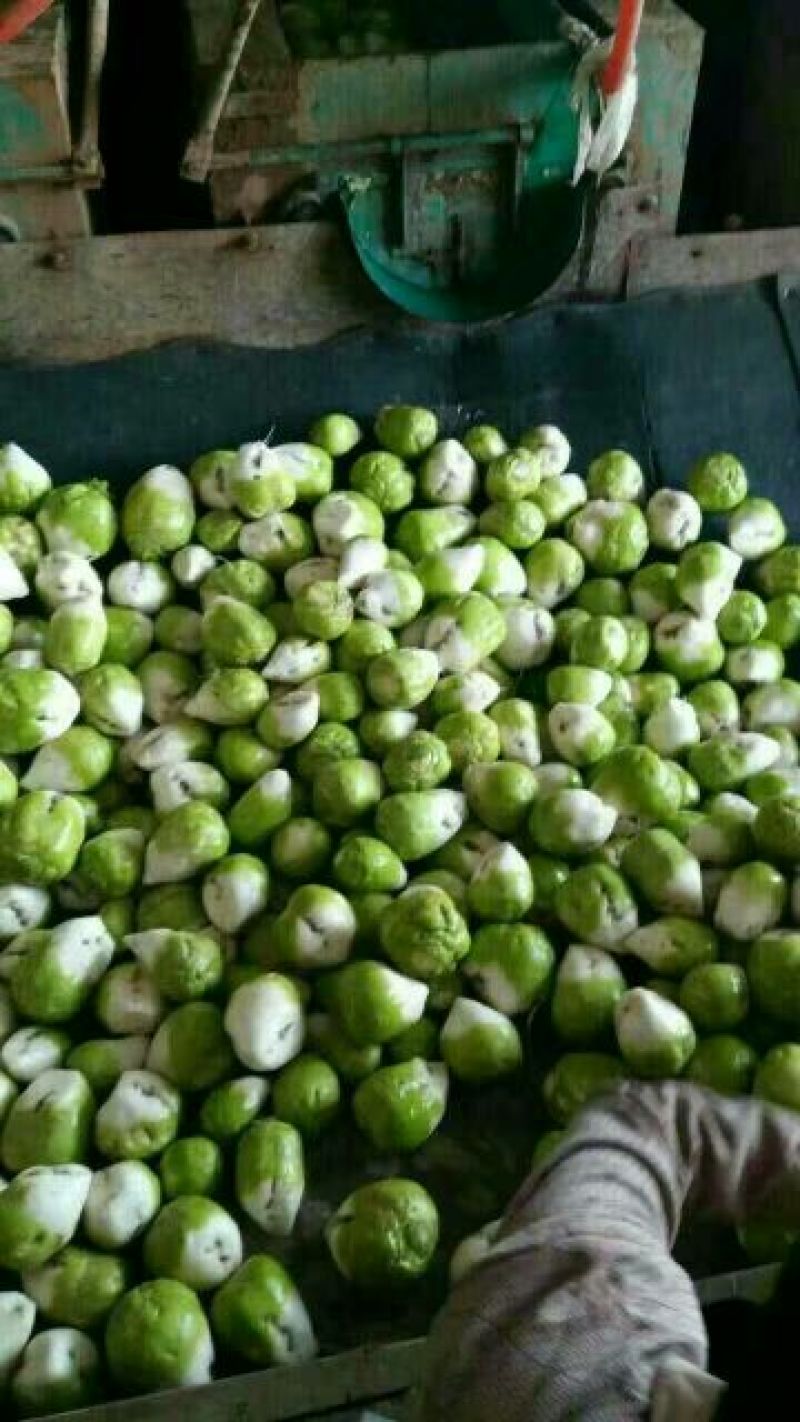 山东肥城芥菜头（辣菜疙瘩）4两以上量大质优，货源充足！