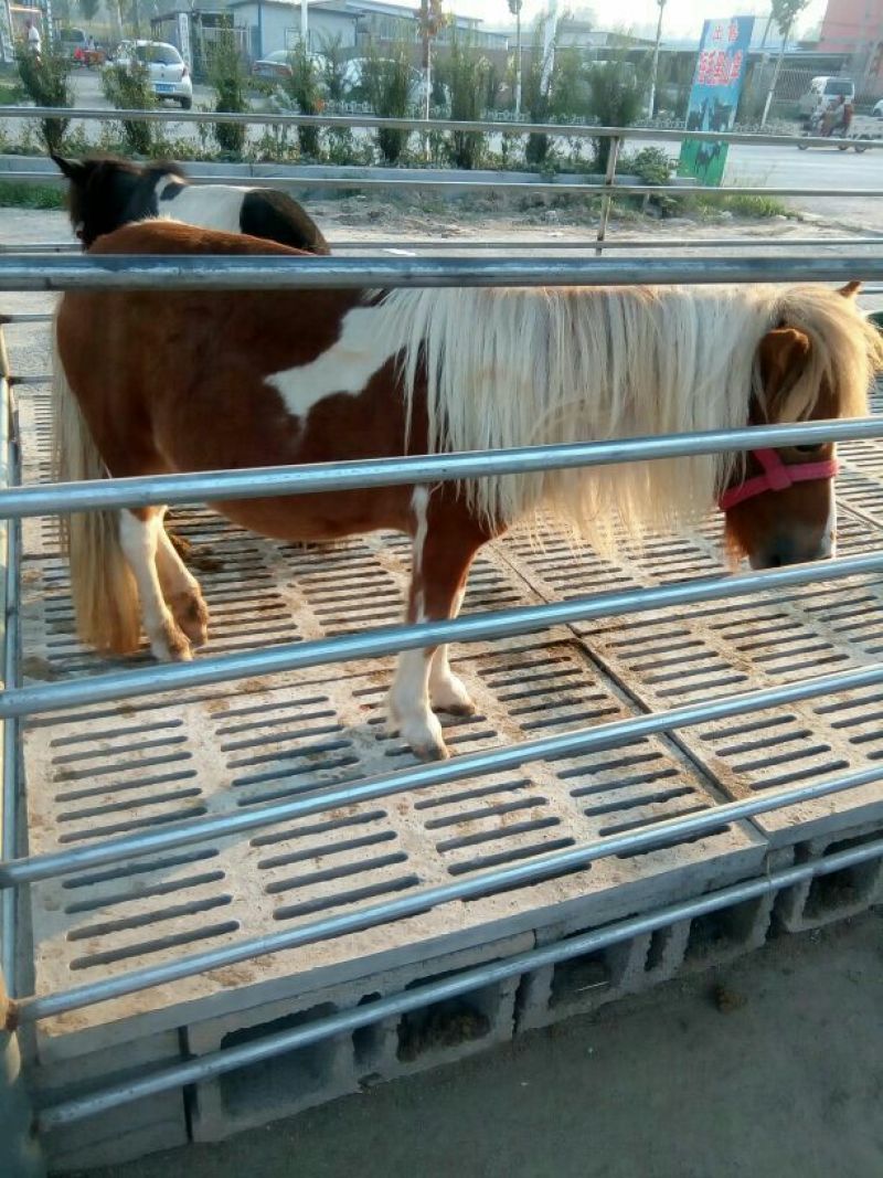 肉马300~400kg