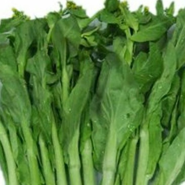 油菜苔10~15厘米