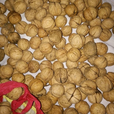 薄皮核桃去皮干
