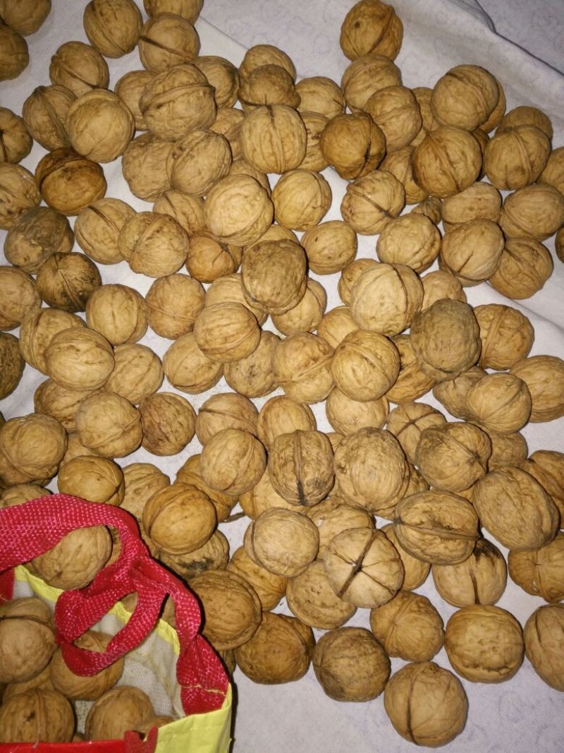 薄皮核桃去皮干