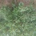 红罗宾4~6cm4~6cm1.5~2米