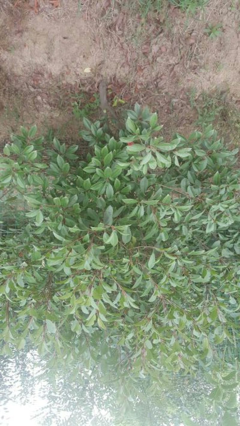 红罗宾4~6cm4~6cm1.5~2米