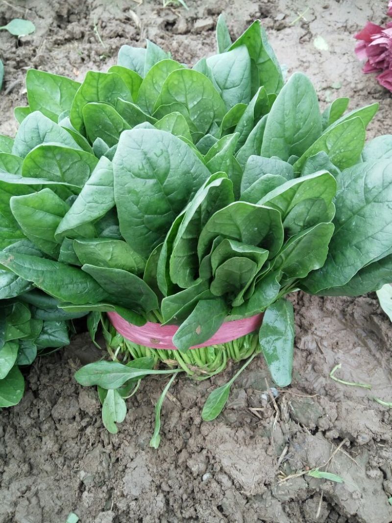 菠菜20~25厘米