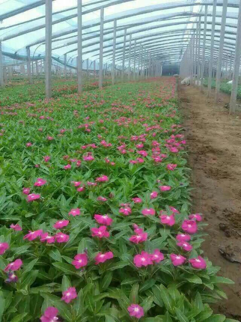 长春花