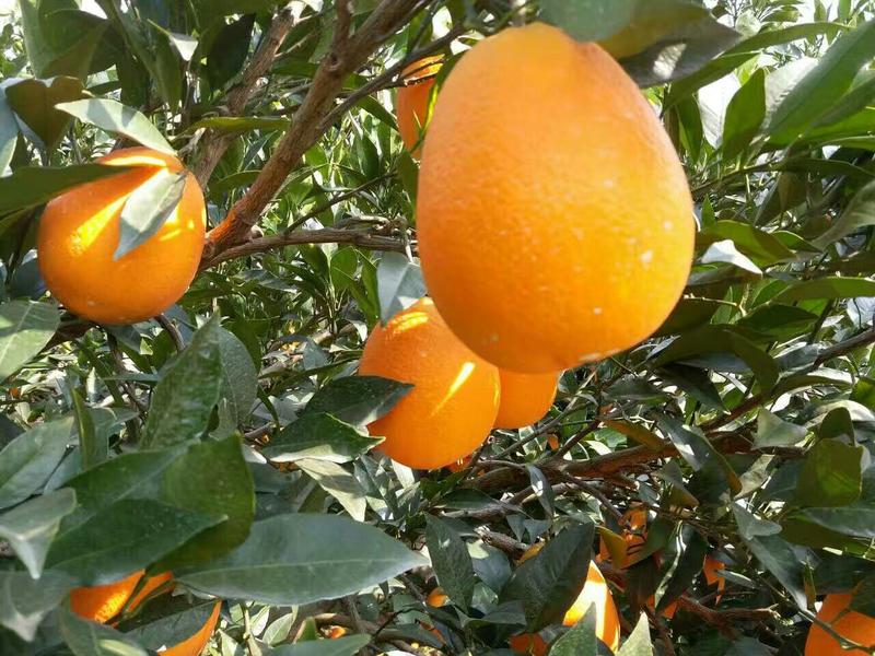 长虹脐橙70~75mm万亩果园基地，保质保量，口感甘甜