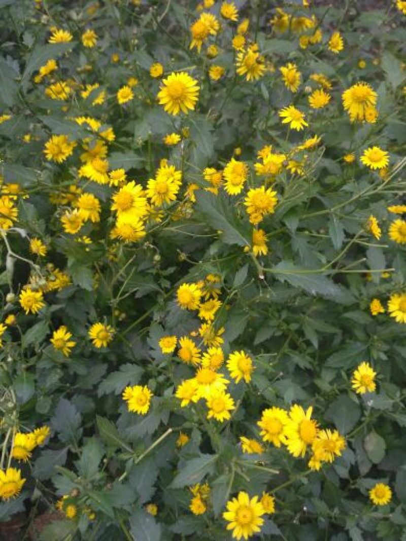 野菊花统货