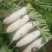 白萝卜1~1.5斤起