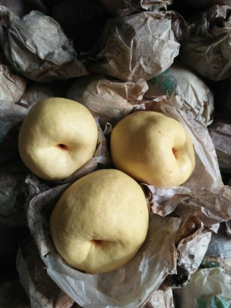 酥梨250~300g纸箱