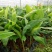 香蕉苗威廉斯B6香蕉苗