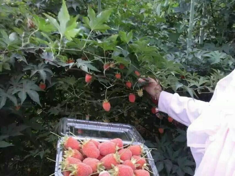 树莓苗野生高产红树莓苗