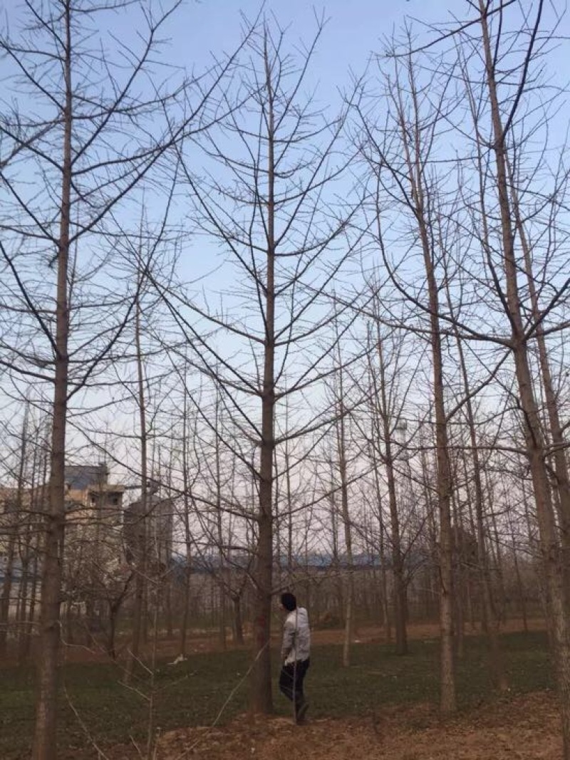 银杏树