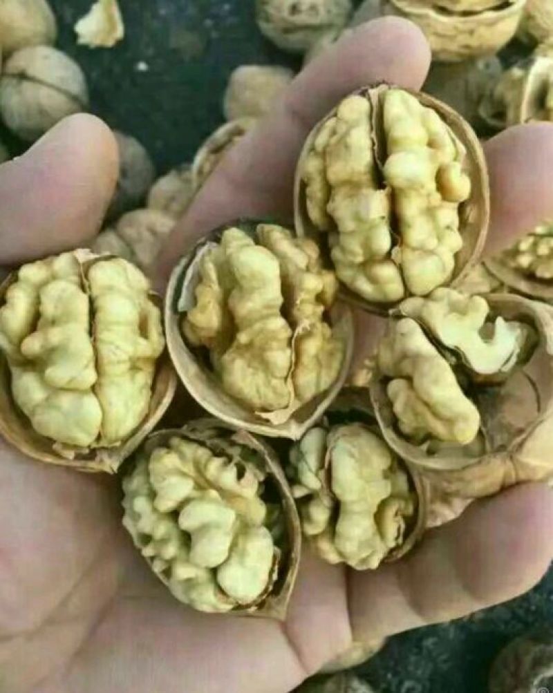 薄皮核桃去皮干
