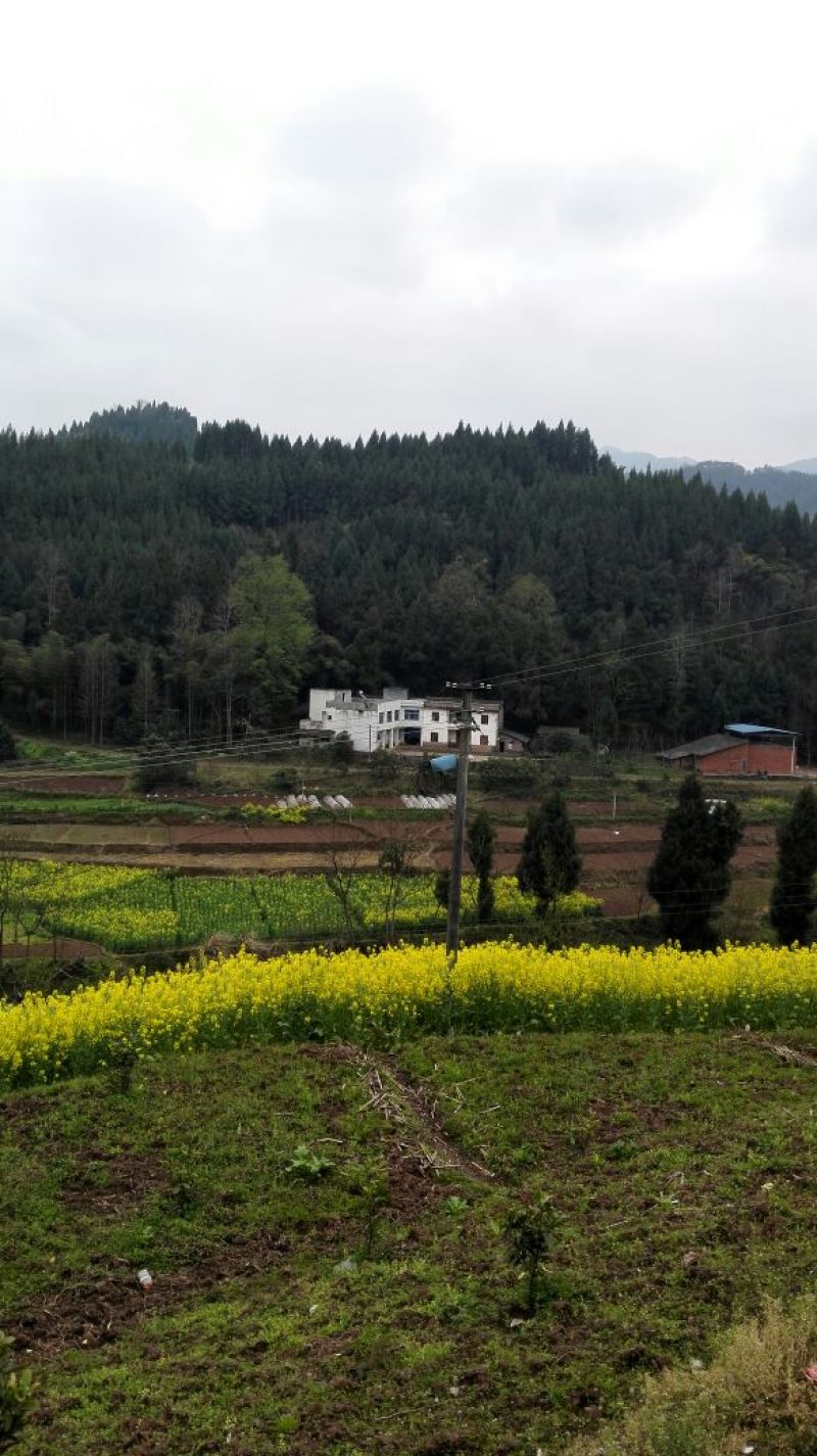 菜油一级