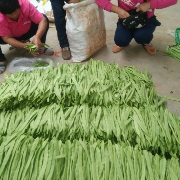 扁青芸豆精品货赶集货电商货负责找车还有其他蔬菜代办代发