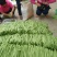 扁青芸豆精品货赶集货电商货负责找车还有其他蔬菜代办代发