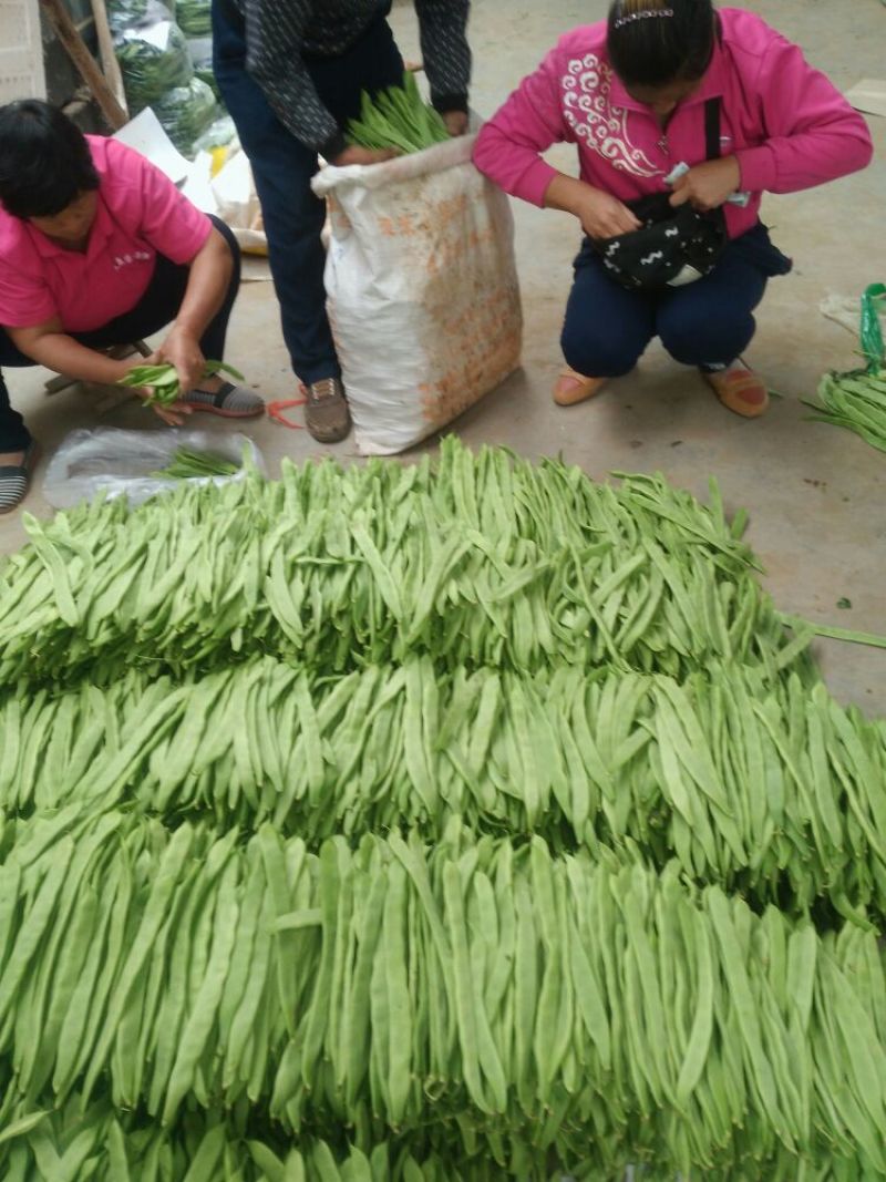 扁青芸豆精品货赶集货电商货负责找车还有其他蔬菜代办代发