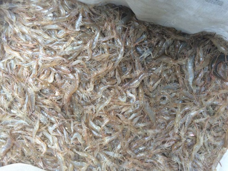 河虾