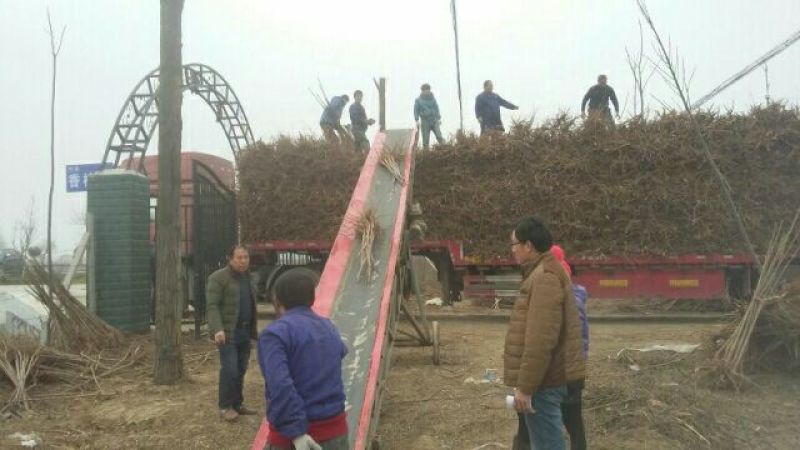 红油香椿苗香椿苗红油6号矮化香椿苗提供技术指导
