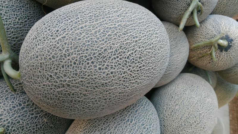 西州蜜瓜3斤以上椭圆形