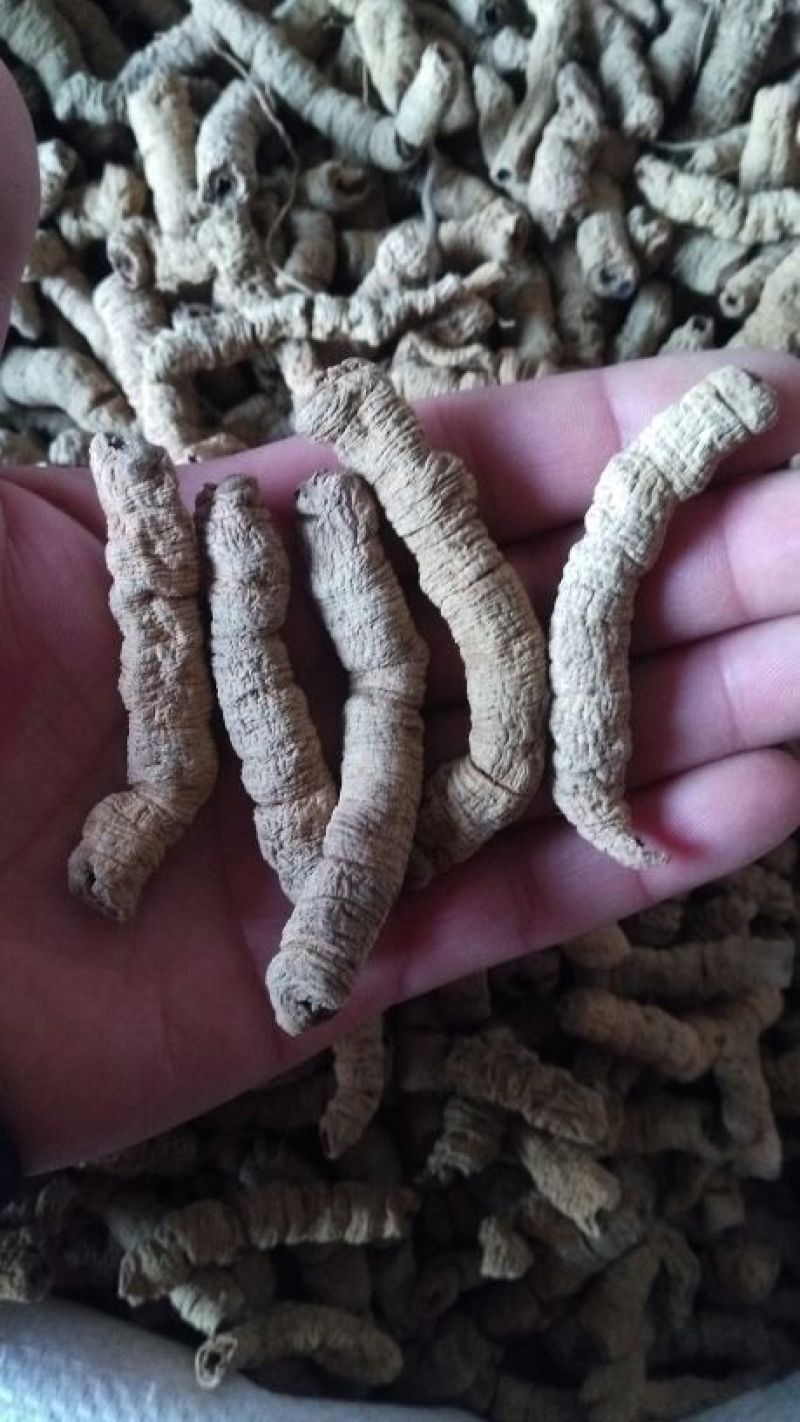 巴戟天特级