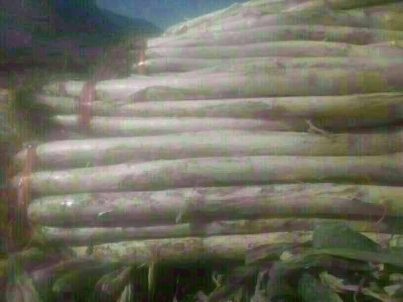 长白大葱