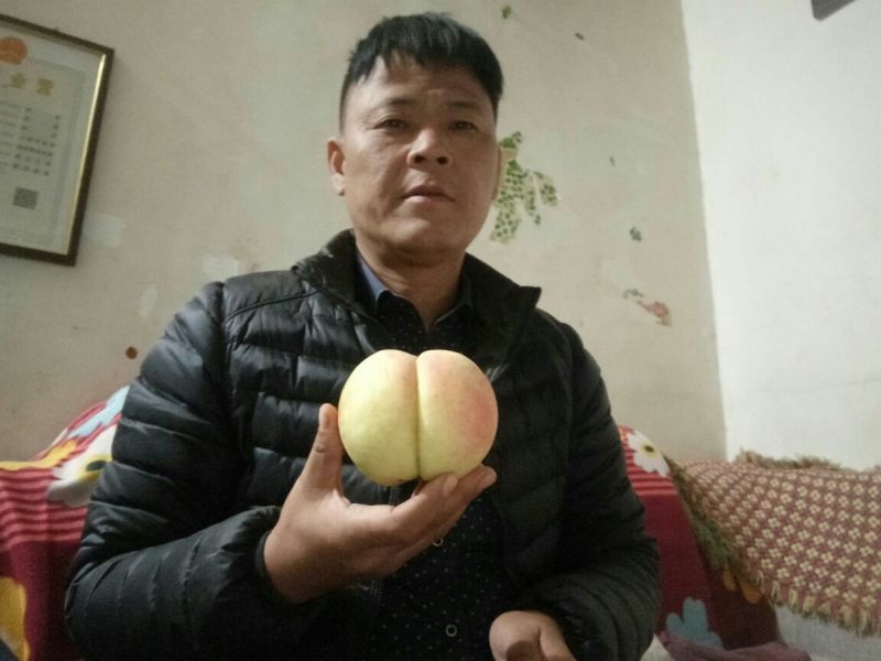 红不软桃树苗80cm以上