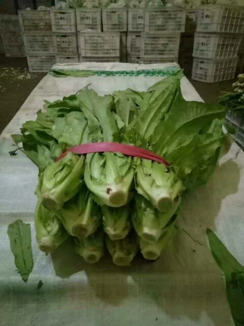 油麦菜20~25厘米以上需要联系价格便宜