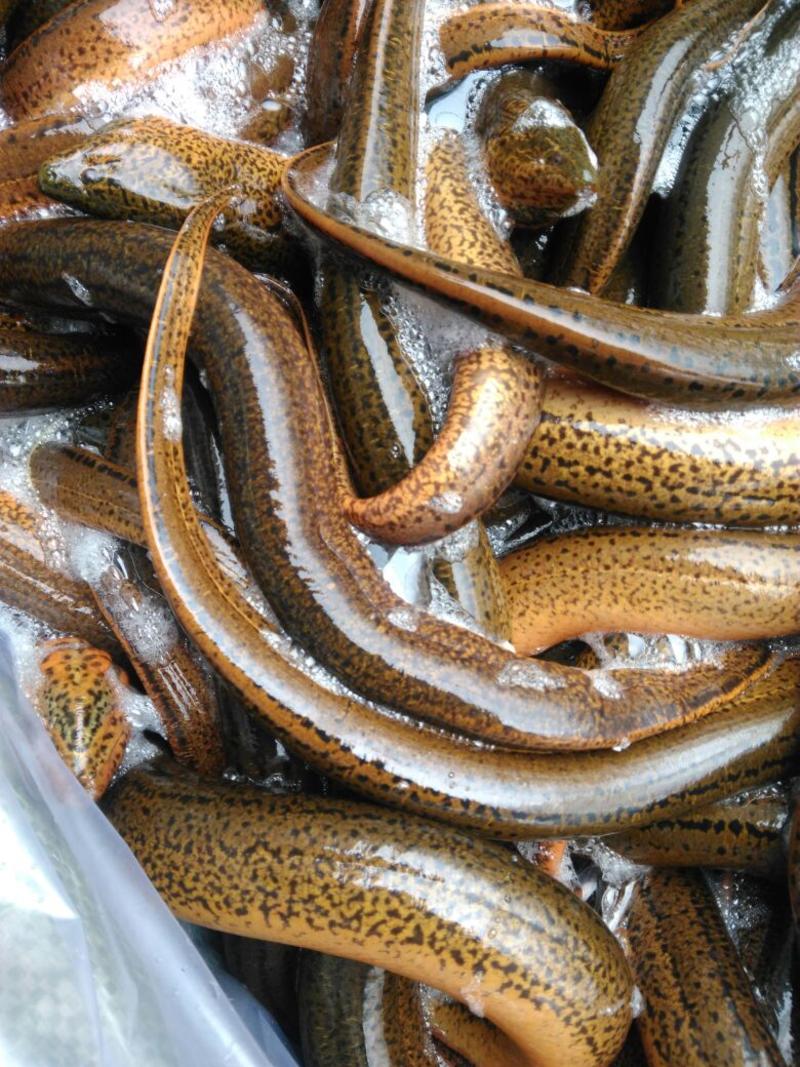 黄鳝，土黄鳝，食用虾鳝套养养殖活鱼长期货源