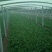 名门菠菜15~20厘米