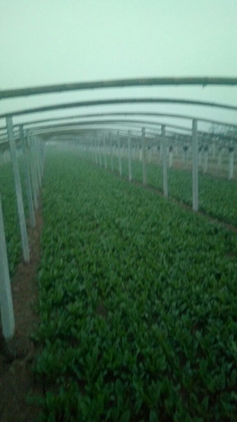 名门菠菜15~20厘米