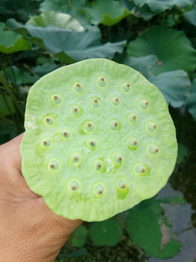 莲藕种苗