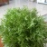 苦菊20~25cm