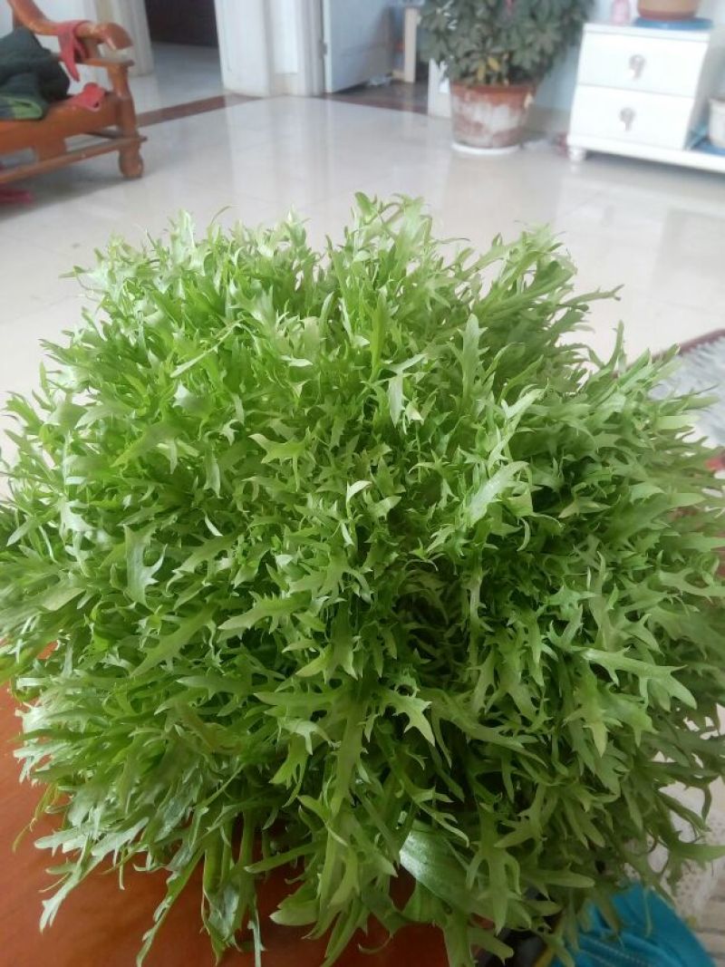苦菊20~25cm
