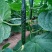密刺黄瓜干花带刺25公分以上
