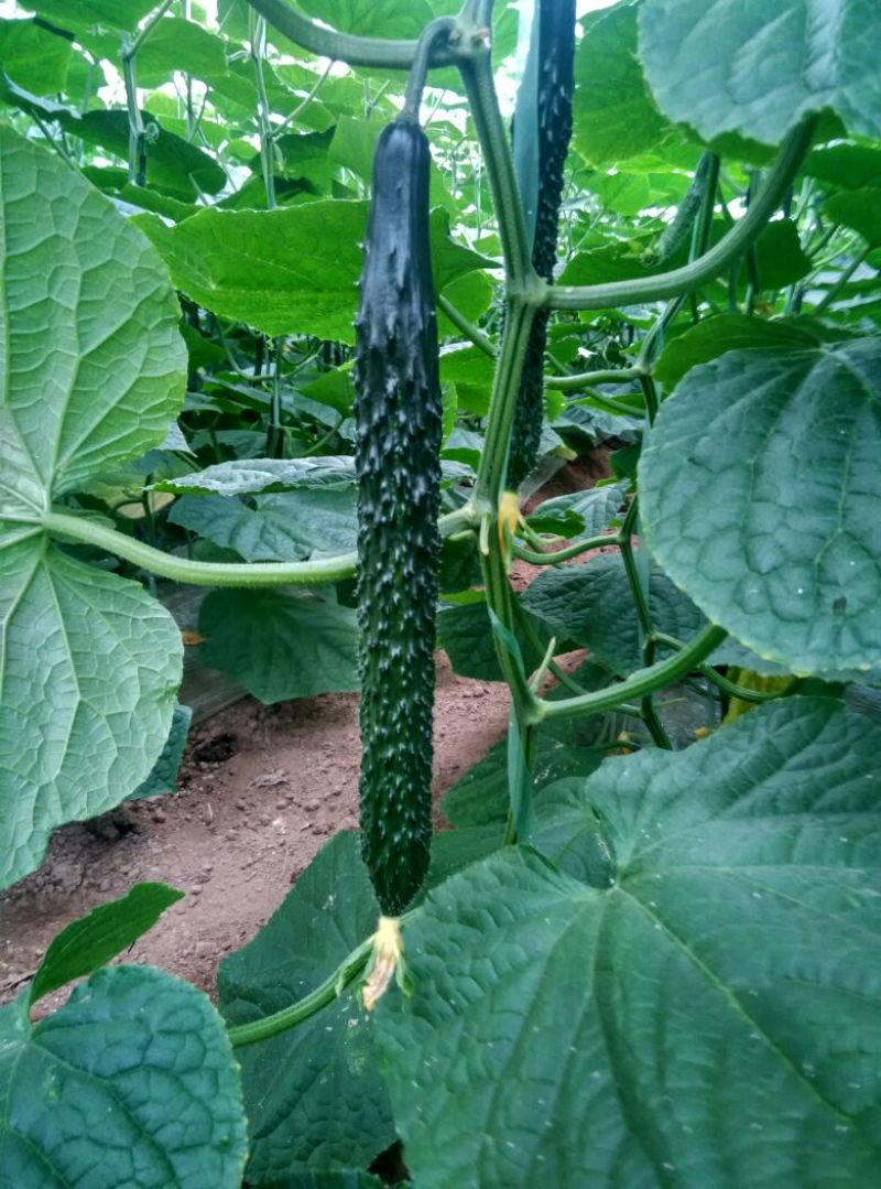 密刺黄瓜干花带刺25公分以上