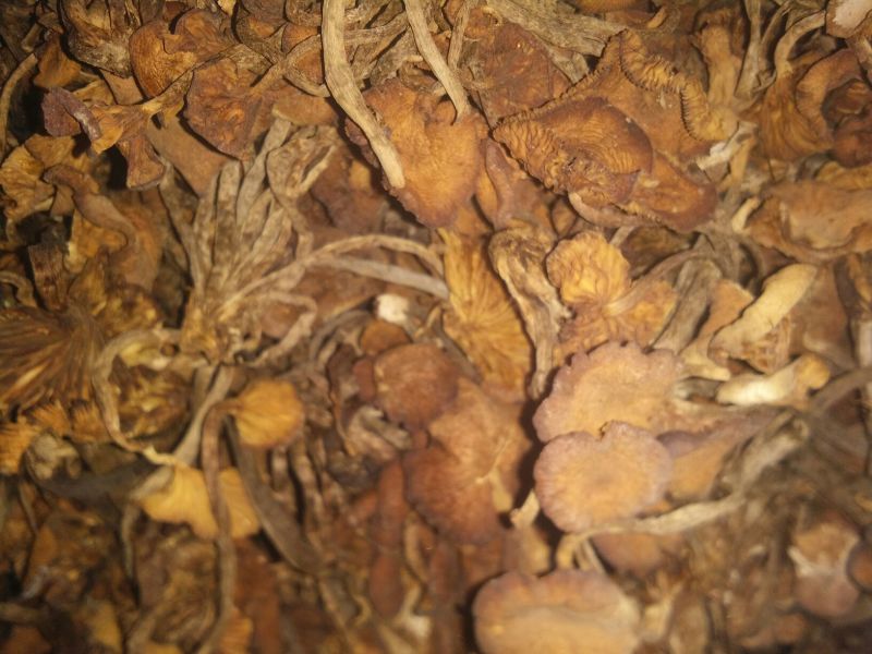 襄阳山上拣的茶树菇10cm野生的一包70斤包邮