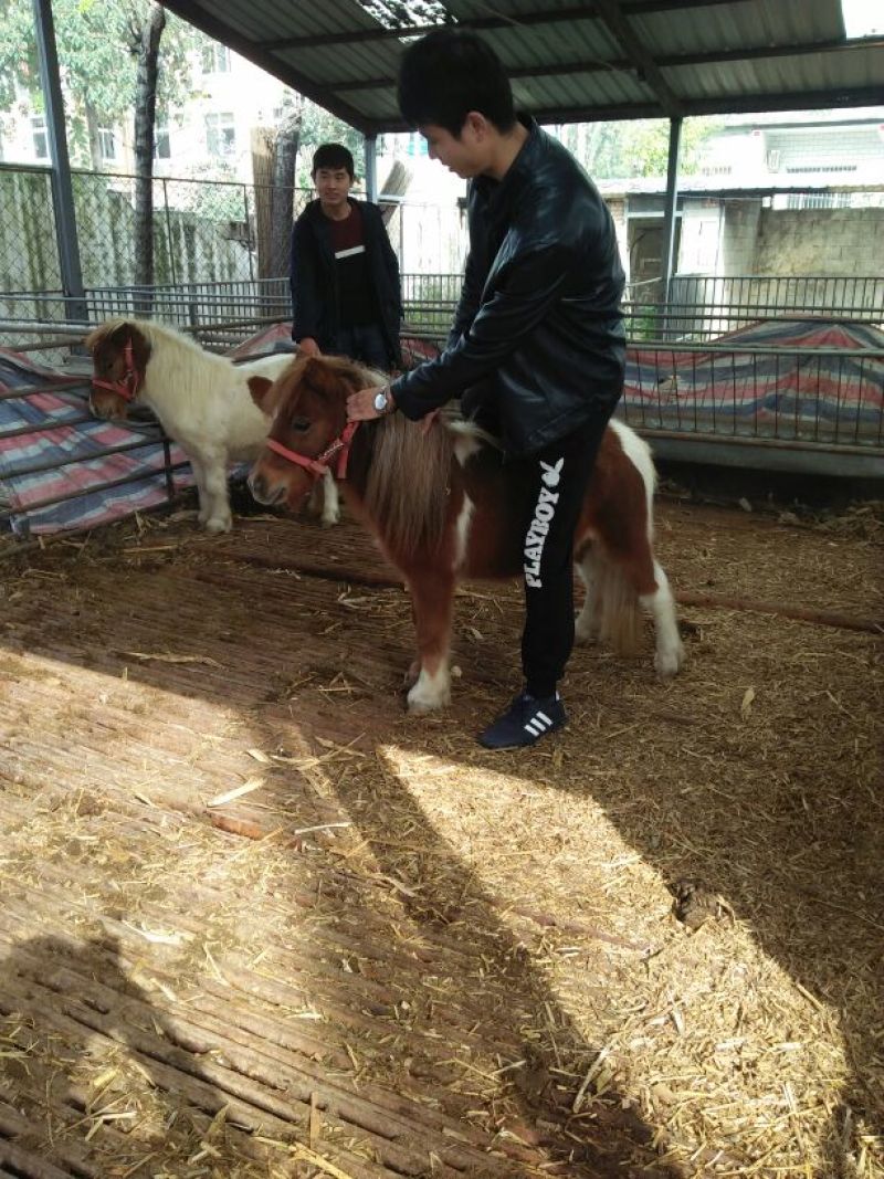 伊犁马300~400kg