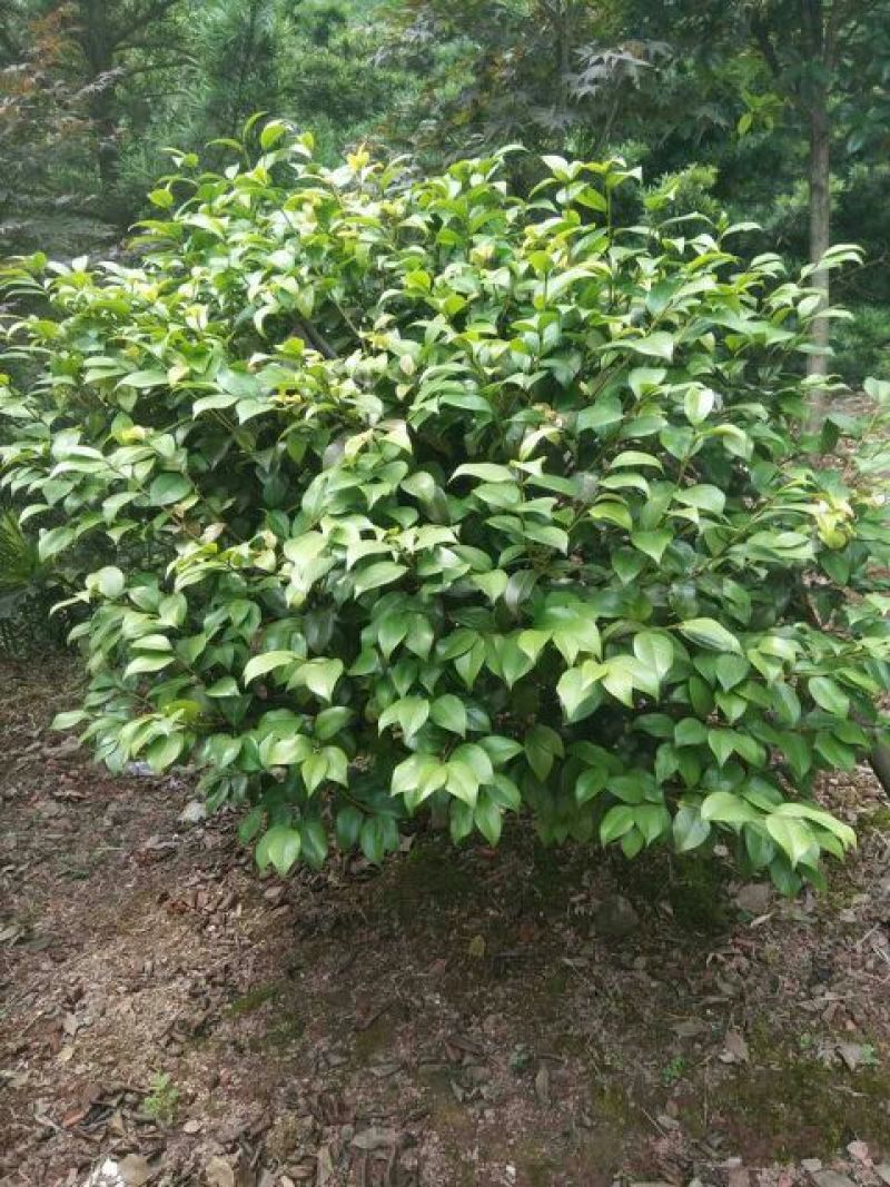 茶花球